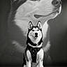 husky, dog, portrait, black_and_white, animal, pet, sitting, harness, studio, noble, close_up, background, fur, ears, snout, eyes, canine, monochrome, studio_lighting, pose