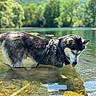 Vigo a rejoint le concours — aidez-le/la à gagner de superbes lots ! adventure, animal, canine, dog, forest, fur, harness, husky, lake, leash, mountain, nature, outdoor, pet, reflection, riverbed, summer, sunlight, water, wildlife
