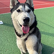 Vigo participe au concours pour gagner de l'argent avec cette photo : animal, canine, closeup, daylight, dog, ears, fur, grass, green_surface, happy, husky, nature, outdoor, pet, playful, red_surface, snout, tennis_court, tongue_out, wood