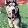 animal, canine, closeup, daylight, dog, ears, fur, grass, green_surface, happy, husky, nature, outdoor, pet, playful, red_surface, snout, tennis_court, tongue_out, wood