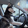animal, calm, car, collar, dashboard, dog, domestic_animal, fur, harness, husky, indoor, inside, paw, pet, seat, side_mirror, steering_wheel, transportation, vehicle, window