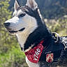 dog, husky, outdoor, mountain, bandana, harness, pet, animal, nature, sunlight, portrait, grass, black_and_white, canine, side_view, fur, daylight, scenic, alert, standing