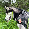 Vigo a rejoint le concours — aidez-le/la à gagner de superbes lots ! dog, husky, animal, pet, outdoor, grass, greenery, forest, nature, canine, tongue_out, harness, black_and_white, fur, side_view, leaf, plant, summer, daylight, exploration