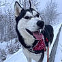 husky, dog, snow, winter, outdoors, tongue_out, bandana, leash, happy, portrait, close_up, canine, fur, nose, whiskers, paws, path, trees, fog, cold
