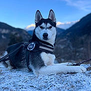 Vigo a rejoint le concours — aidez-le/la à gagner de superbes lots ! dog, husky, animal, pet, outdoor, mountain, snow, winter, nature, sky, landscape, leash, fur, harness, canine, animal_portrait, resting, cold, scenery, blue_sky