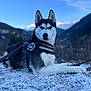 dog, husky, animal, pet, outdoor, mountain, snow, winter, nature, sky, landscape, leash, fur, harness, canine, animal_portrait, resting, cold, scenery, blue_sky