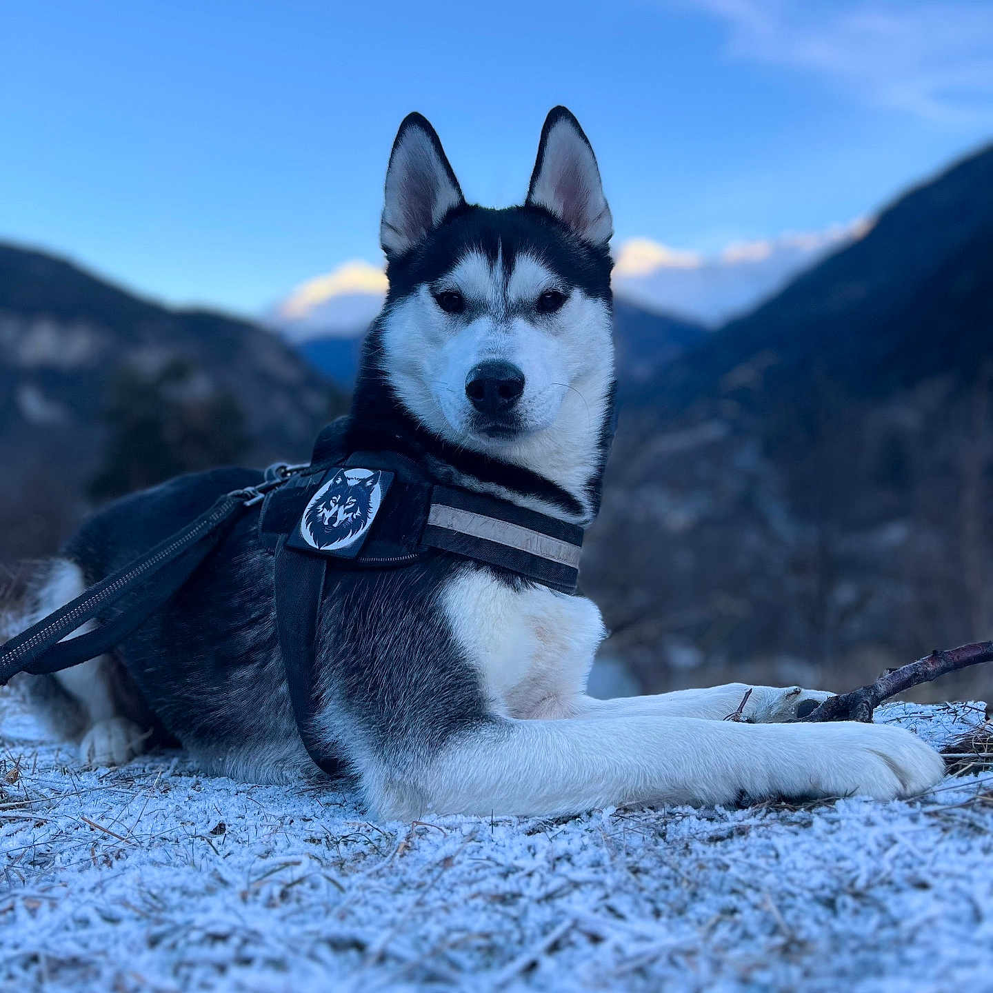 Vigo a rejoint le concours — aidez-le/la à gagner de superbes lots ! animal, animal_portrait, blue_sky, canine, cold, dog, fur, harness, husky, landscape, leash, mountain, nature, outdoor, pet, resting, scenery, sky, snow, winter