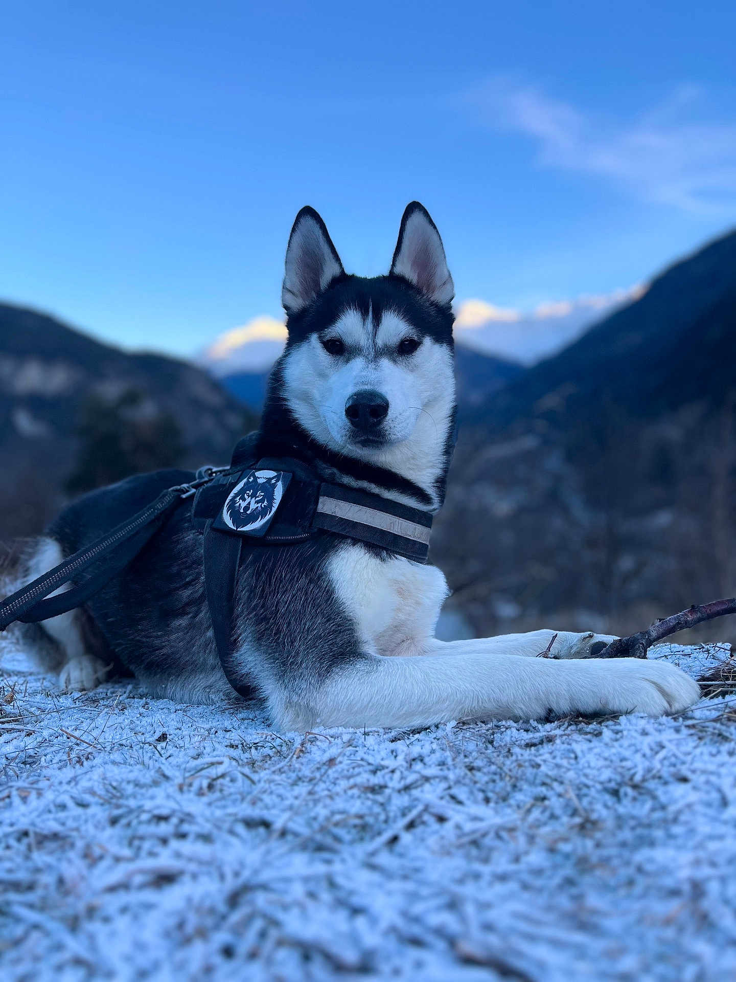 Vigo a rejoint le concours — aidez-le/la à gagner de superbes lots ! dog, husky, animal, pet, outdoor, mountain, snow, winter, nature, sky, landscape, leash, fur, harness, canine, animal_portrait, resting, cold, scenery, blue_sky