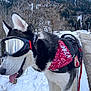 Vigo participe au concours pour gagner de l'argent avec cette photo : dog, husky, pet, goggles, bandana, harness, leash, snow, mountains, winter, outdoors, portrait, tongue_out, walking, sidewalk, trees, reflection, alpine, adventure, canine