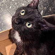 Madara participe au concours pour gagner de l'argent avec cette photo : cat, black_cat, white_paws, green_eyes, cardboard_box, pet, animal, feline, whiskers, curious, looking_up, indoor, floor, close_up, fur, cute, alert, domestic_animal, pet_care, box