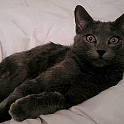 Poppy participe au concours pour gagner de l'argent avec cette photo : alert, animal, bed, cat, comforter, cozy, cute, domestic_cat, ears, feline, fur, gray_cat, indoor, lying_down, pet, relaxed, resting, soft, whiskers, white_bedding