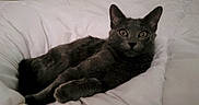 Poppy participe au concours pour gagner de l'argent avec cette photo : alert, animal, bed, cat, comforter, cozy, cute, domestic_cat, ears, feline, fur, gray_cat, indoor, lying_down, pet, relaxed, resting, soft, whiskers, white_bedding