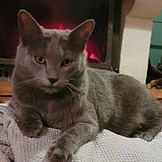 Poppy participe au concours pour gagner de l'argent avec cette photo : animal, cat, comfort, cozy, cute, domestic, ears, feline, fireplace, fur, gray_cat, home, indoor, paws, pet, relaxed, resting, towel, warm, whiskers