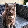 Guysmo a rejoint le concours — aidez-le/la à gagner de superbes lots ! animal, cat, ears, front_view, fur, garden, golden_eyes, gray_cat, greenery, outdoor, patio, pet, portrait, serious_expression, sitting, sofa, whiskers, white_chest_patch, wicker_furniture, wooden_deck