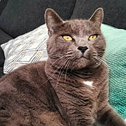 Guysmo a rejoint le concours — aidez-le/la à gagner de superbes lots ! animal, cat, close_up, couch, cushion, ears, feline, fur, golden_eyes, gray_cat, home, indoor, lounging, pet, portrait, relaxed, serious_expression, sitting, sofa, whiskers