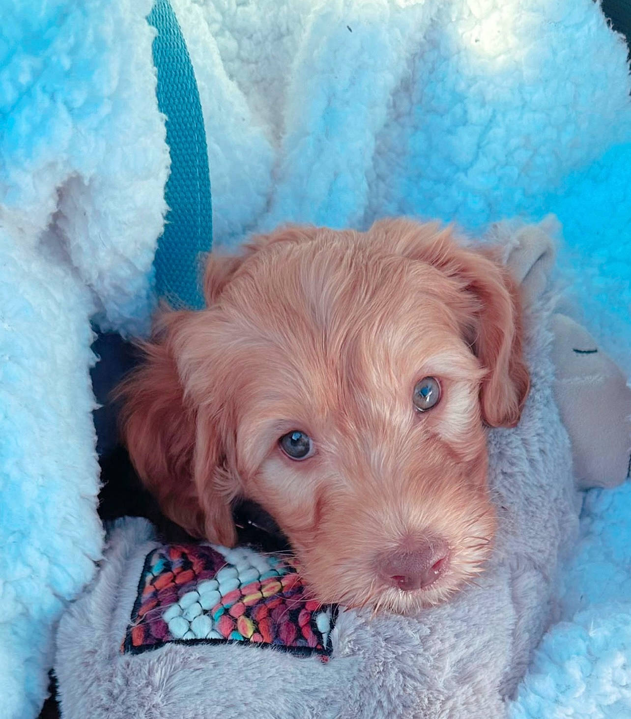 Cannoli joined the competition — help win amazing prizes! blue, canidae, carnivore, companion_dog, dog, dog_breed, dog_supply, fawn, fur, liver, maltepoo, pet_supply, pink, puppy_love, snout, sporting_group, terrier, toy, toy_dog, working_animal