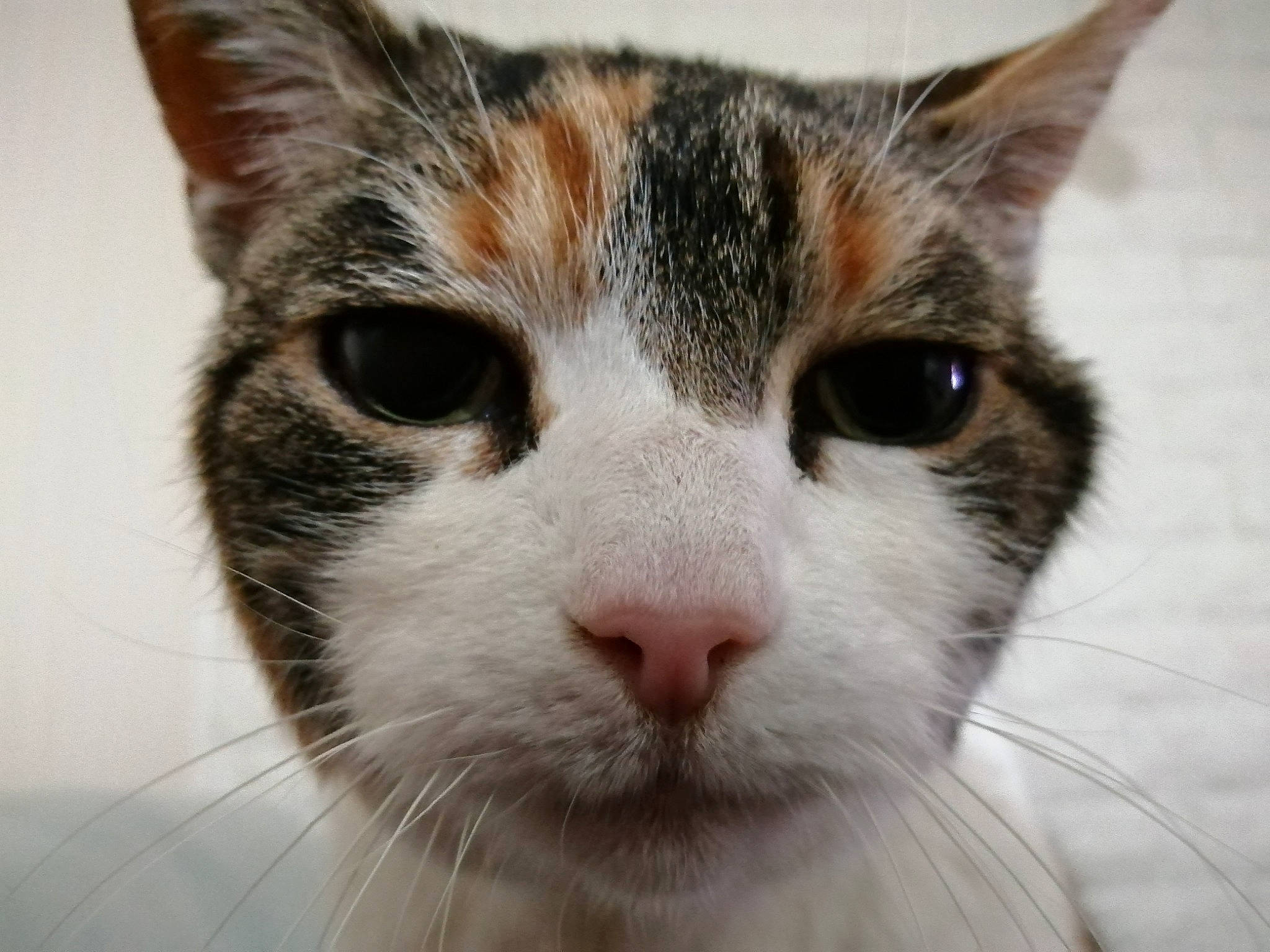 Mémère participe au concours pour gagner de l'argent avec cette photo : carnivore, cat, domestic_short_haired_cat, felidae, fur, iris, small_to_medium_sized_cats, snout, whiskers