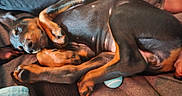 Cora joined the competition — help win amazing prizes! dog, puppy, doberman, sleeping, curled_up, paws, blanket, toy, blue_ball, fur, pet, cozy, resting, indoors, cute, animal, relaxed, sleep, closeup, companion