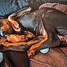 dog, puppy, doberman, sleeping, curled_up, paws, blanket, toy, blue_ball, fur, pet, cozy, resting, indoors, cute, animal, relaxed, sleep, closeup, companion
