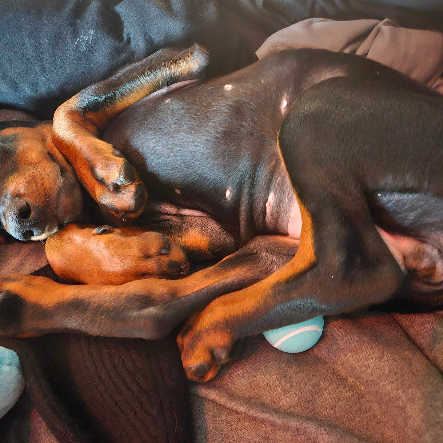 Cora joined the competition — help win amazing prizes! dog, puppy, doberman, sleeping, curled_up, paws, blanket, toy, blue_ball, fur, pet, cozy, resting, indoors, cute, animal, relaxed, sleep, closeup, companion