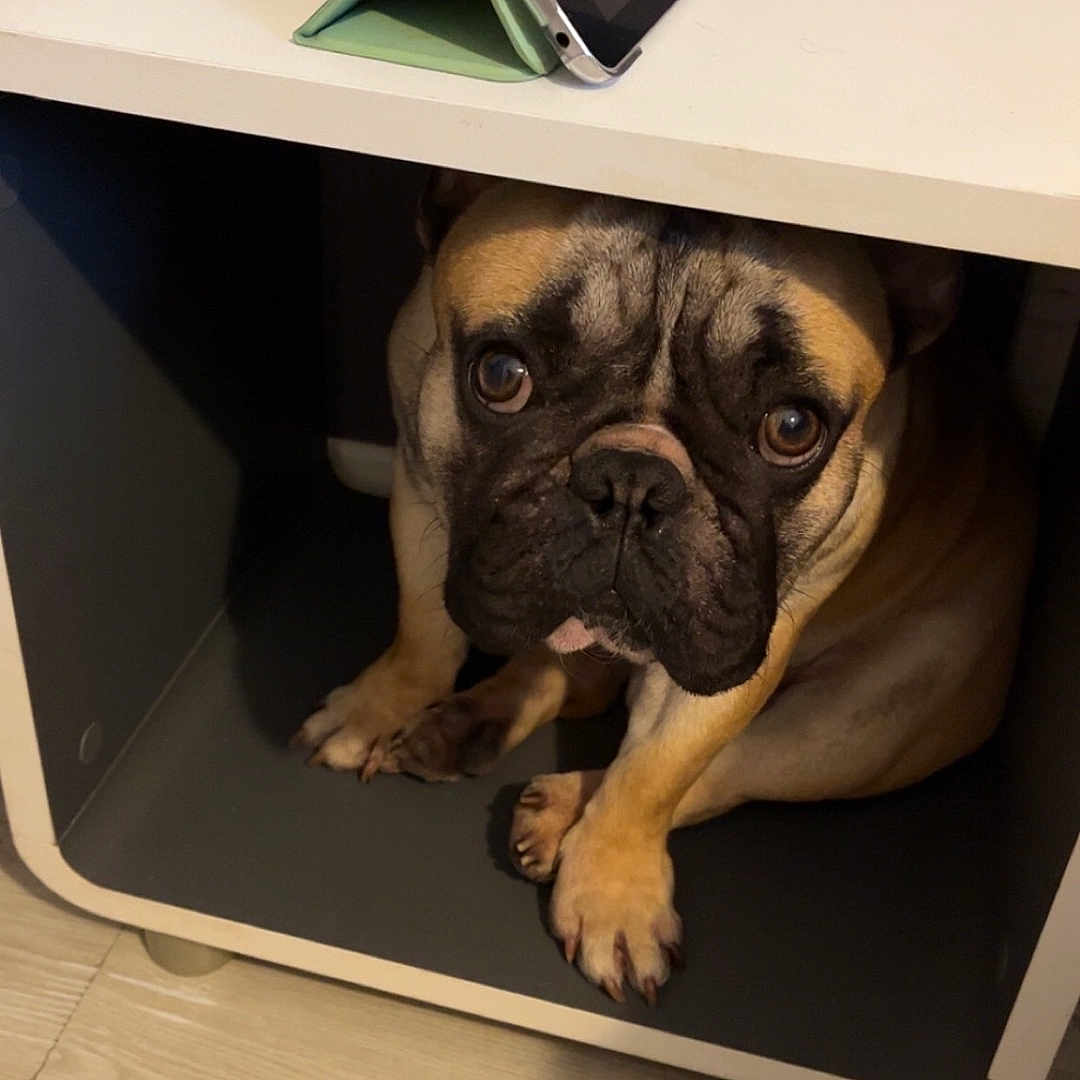 Ulan a rejoint le concours — aidez-le/la à gagner de superbes lots ! animal, boxer, bulldog, canine, computer, computerhardware, desk, dog, electronics, frenchbulldog, furniture, hardware, laptop, monitor, pc, pet, pug, screen, table, wood