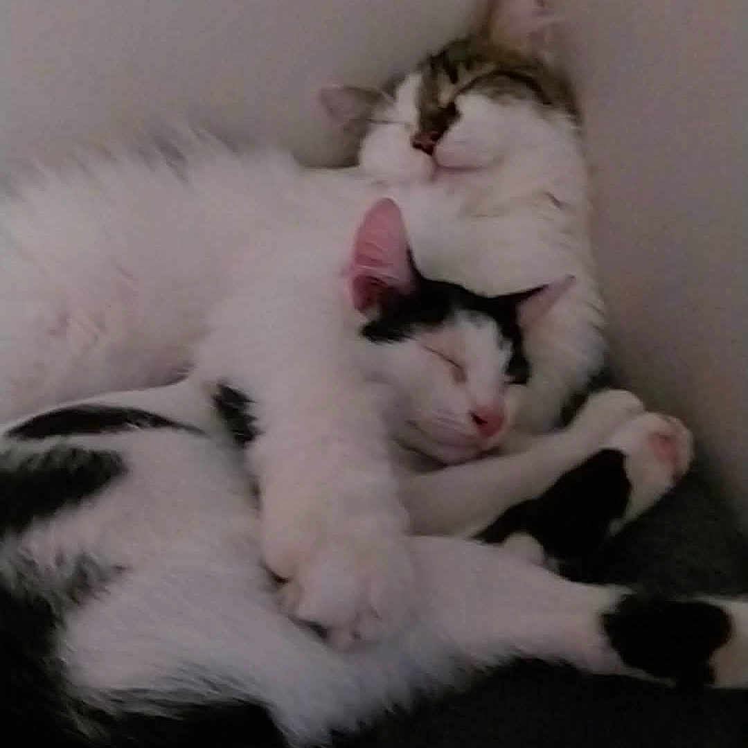 Stich Bella participe au concours pour gagner de l'argent avec cette photo : cat, sleeping, snuggling, furry, cozy, black_and_white, tabby, pets, animal, indoor, resting, cute, adorable, fur, closeup, companion, relaxed, paw, corner, nap