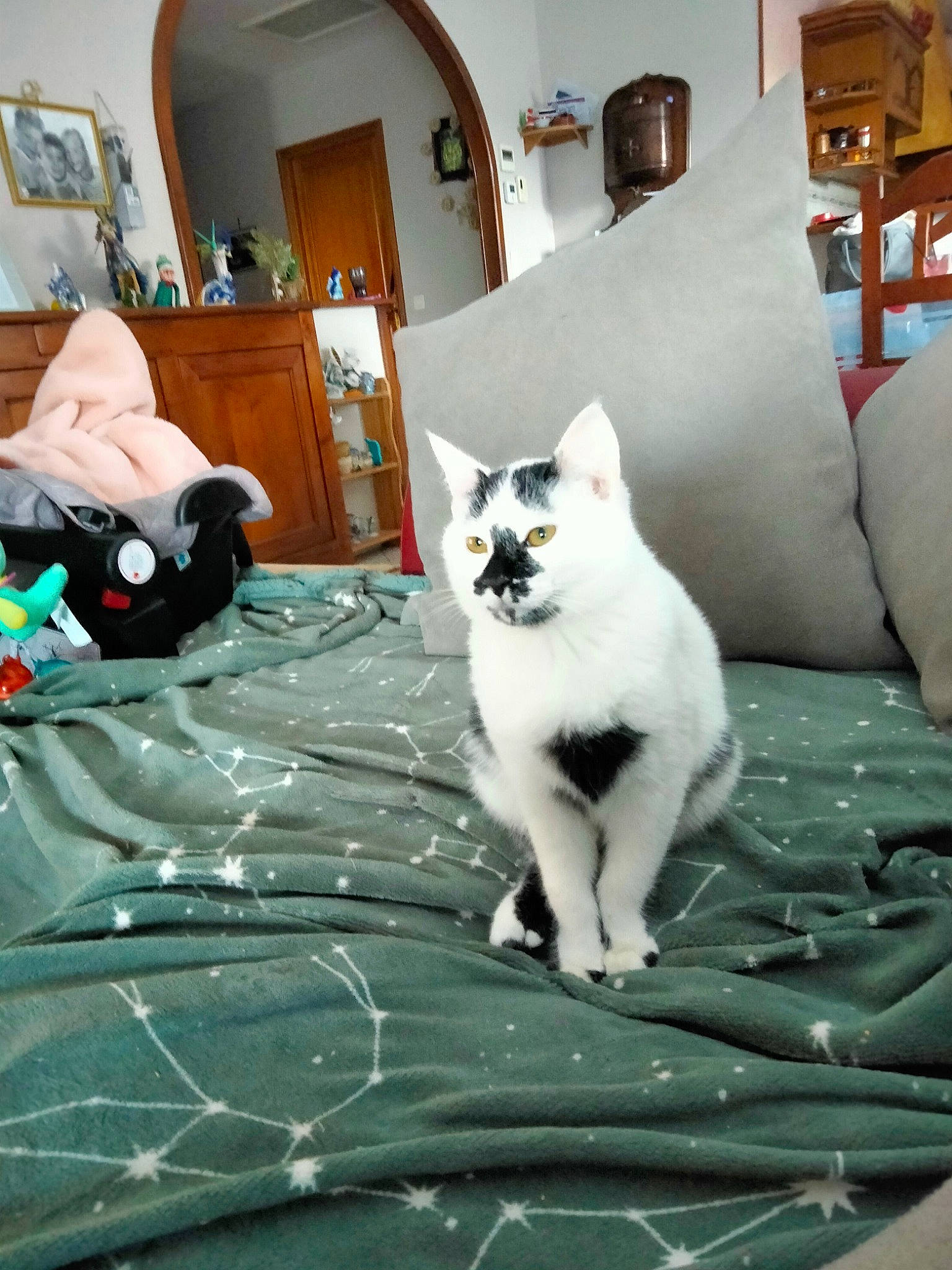 Neige participe au concours pour gagner de l'argent avec cette photo : cabinetry, carnivore, cat, chair, comfort, couch, domestic_short_haired_cat, door, felidae, flooring, grey, houseplant, mammal, picture_frame, small_to_medium_sized_cats, tail, textile, vertebrate, whiskers, wood