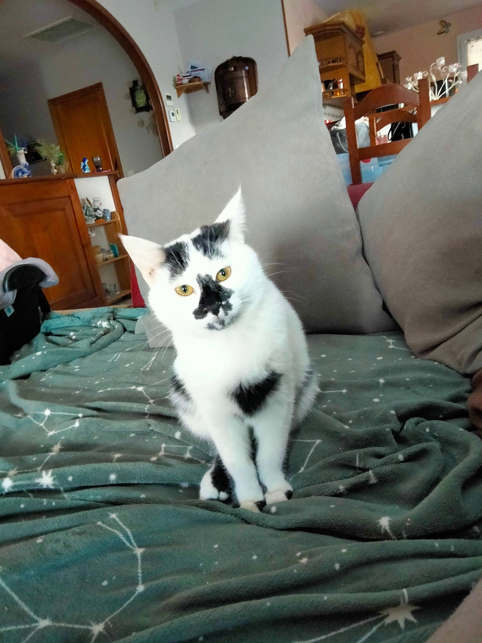 Neige a rejoint le concours — aidez-le/la à gagner de superbes lots ! carnivore, cat, chair, comfort, domestic_short_haired_cat, door, felidae, flooring, fur, grey, hardwood, houseplant, linens, paw, picture_frame, sitting, small_to_medium_sized_cats, tail, whiskers, wood