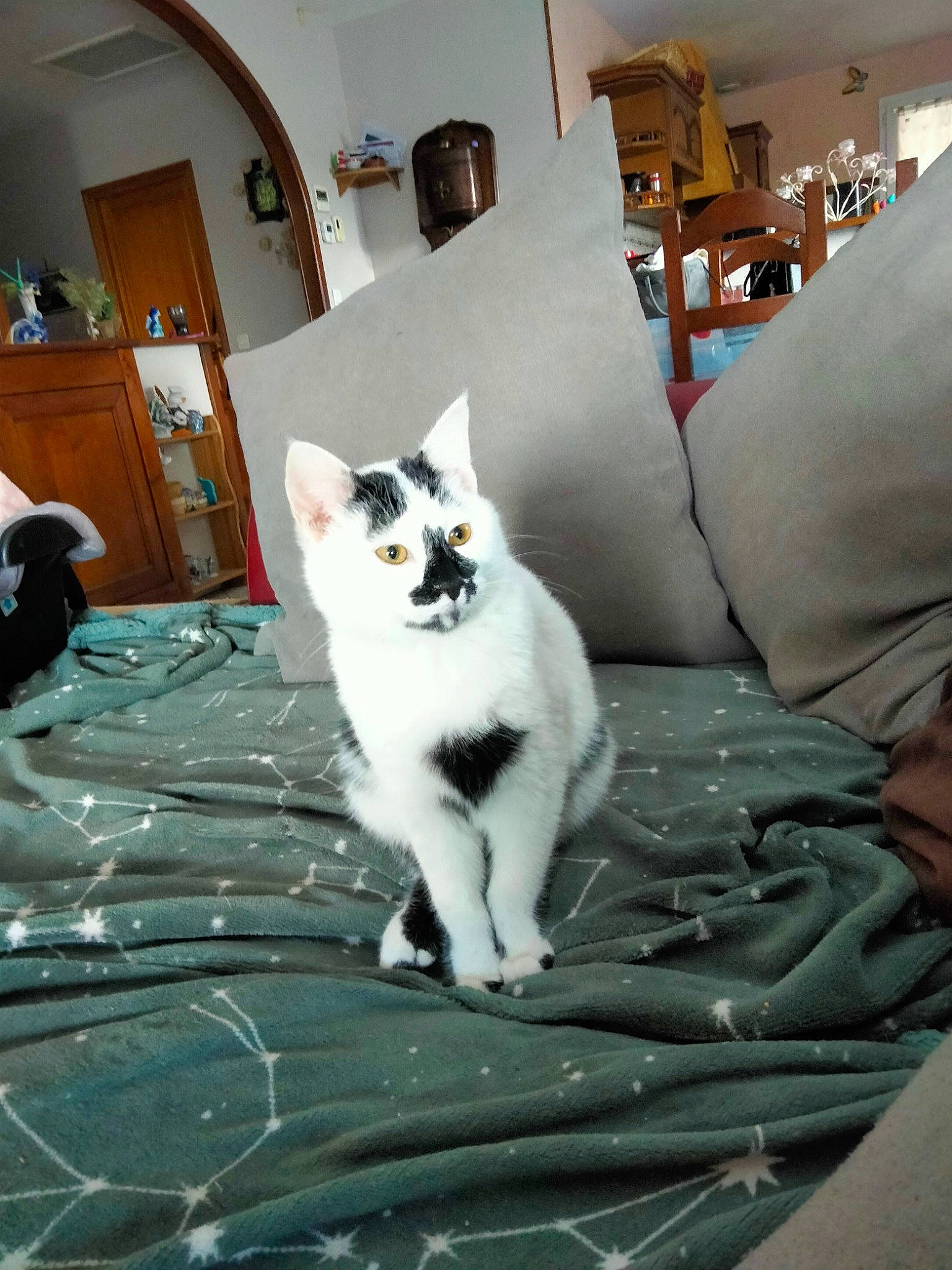 Neige a rejoint le concours — aidez-le/la à gagner de superbes lots ! canidae, cat, comfort, companion_dog, domestic_short_haired_cat, door, felidae, flooring, fur, grey, hardwood, houseplant, lamp, paw, picture_frame, sitting, small_to_medium_sized_cats, tail, whiskers, wood