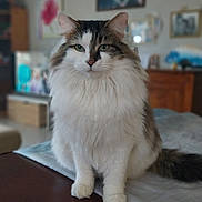 Stitch a rejoint le concours — aidez-le/la à gagner de superbes lots ! blurred_background, cat, close_up, cozy, domestic, fluffy_cat, framed_photos, furniture, green_eyes, home, indoor, living_room, long_fur, paw, pet, portrait, sitting, table, whiskers, wooden_cabinet