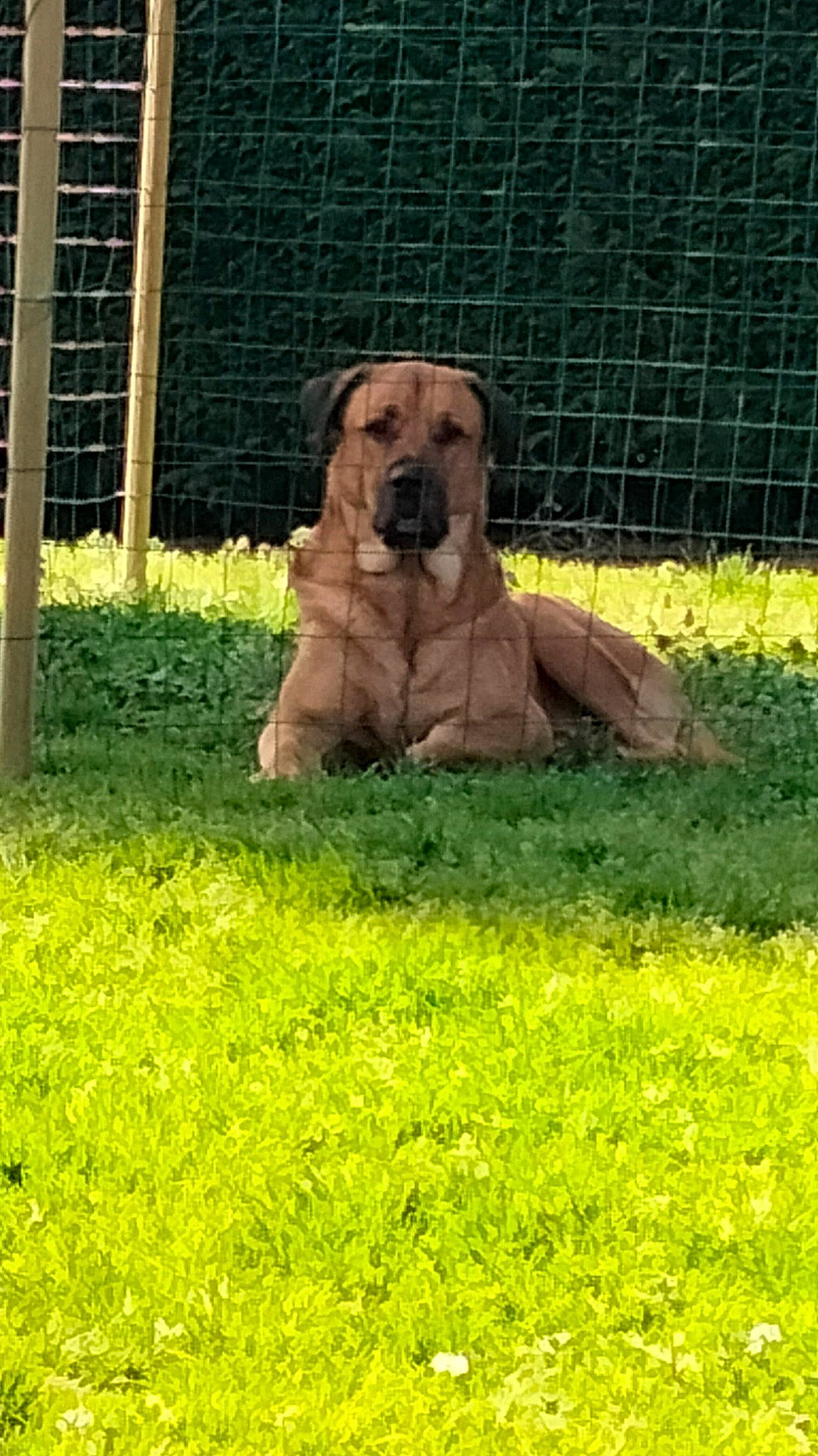 Oslo participe au concours pour gagner de l'argent avec cette photo : bloodhound, canidae, carnivore, companion_dog, dog, dog_breed, dog_supply, fawn, fence, grass, groundcover, guard_dog, hound, liver, mesh, plant, snout, terrestrial_animal, wire_fencing, working_animal