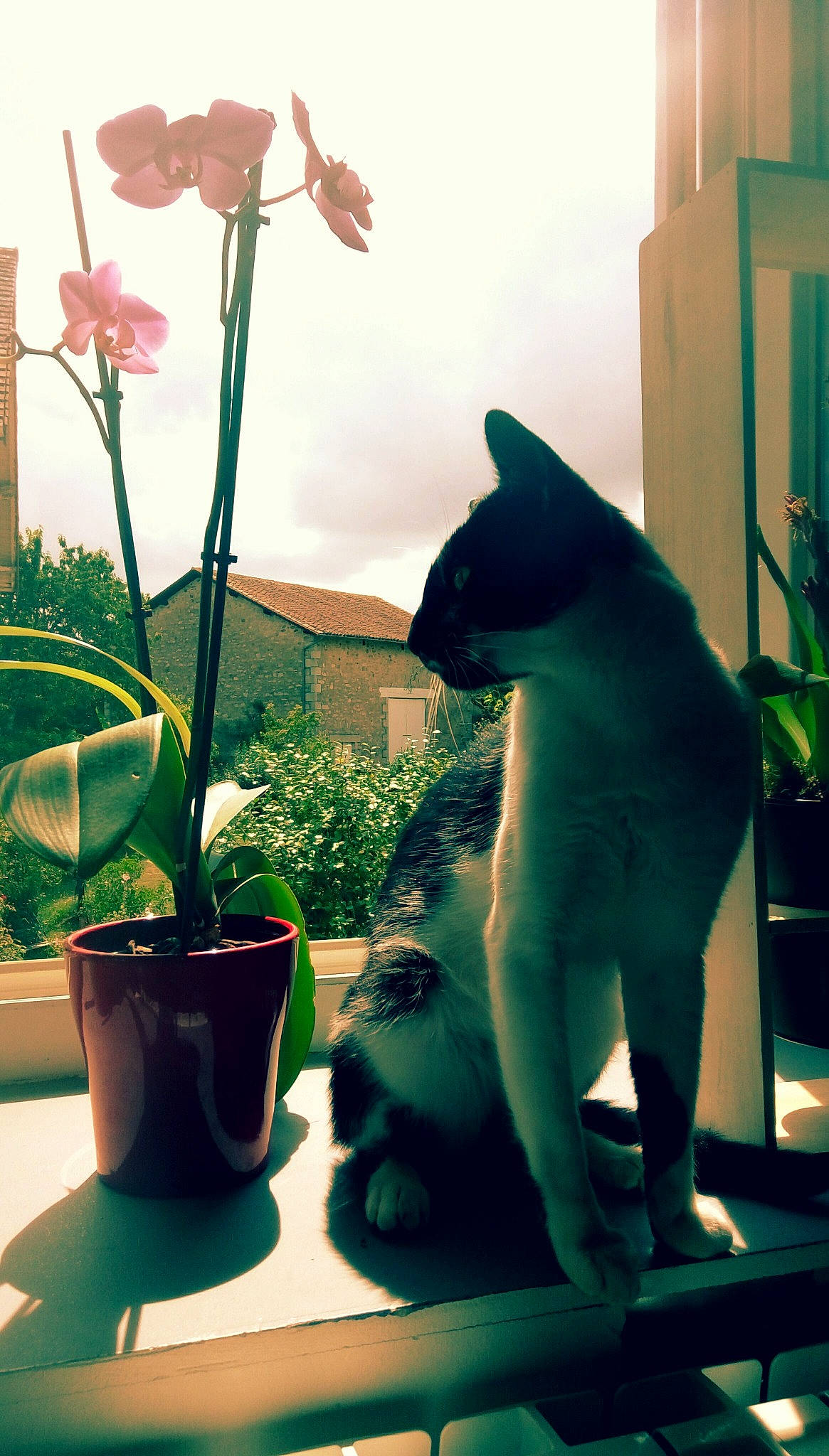 Kinou participe au concours pour gagner de l'argent avec cette photo : british_shorthair, carnivore, cat, chartreux, felidae, flower, flowerpot, green, houseplant, interior_design, plant, russian_blue, shadow, small_to_medium_sized_cats, table, tail, vase, watering_can, whiskers, window