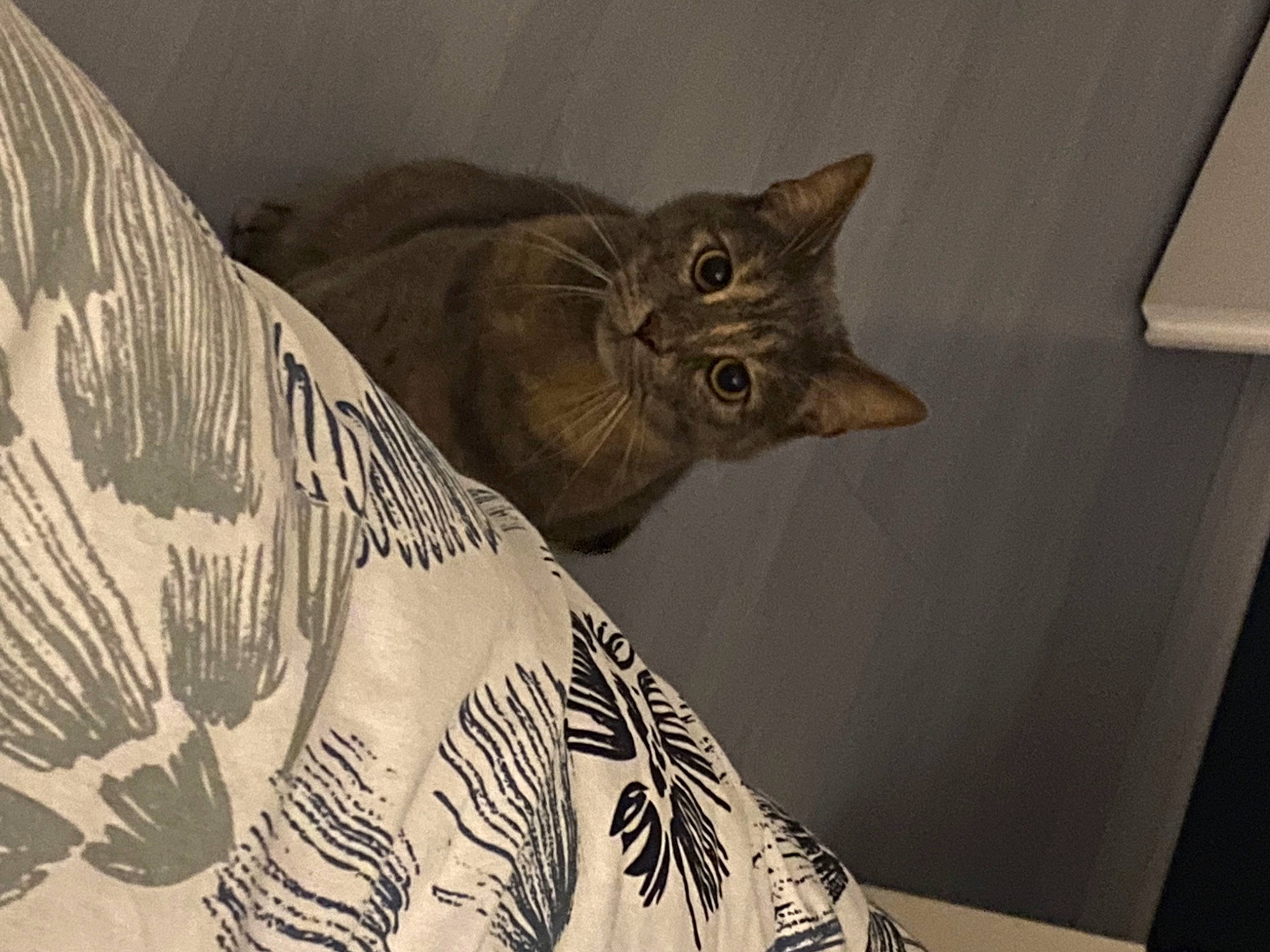 Ronie a rejoint le concours — aidez-le/la à gagner de superbes lots ! art, carnivore, cat, creative_arts, domestic_short_haired_cat, felidae, fur, pattern, room, small_to_medium_sized_cats, snout, tail, terrestrial_animal, visual_arts, whiskers