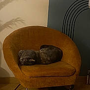 Ronie a rejoint le concours — aidez-le/la à gagner de superbes lots ! cat, sleeping, armchair, furniture, indoor, cozy, vintage, shadow, leaf_shadow, mustard_color, gray_cat, curled_up, resting, quiet, home, relaxation, soft_light, wood_floor, decor, peaceful