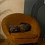armchair, cat, cozy, curled_up, decor, furniture, gray_cat, home, indoor, leaf_shadow, mustard_color, peaceful, quiet, relaxation, resting, shadow, sleeping, soft_light, vintage, wood_floor