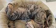 Ronie a rejoint le concours — aidez-le/la à gagner de superbes lots ! cat, tabby_cat, sleeping, curled_up, cat_bed, fluffy, cozy, indoor, pet, animal, fur, whiskers, relaxed, resting, soft_texture, paw, tail, cute, home, feline