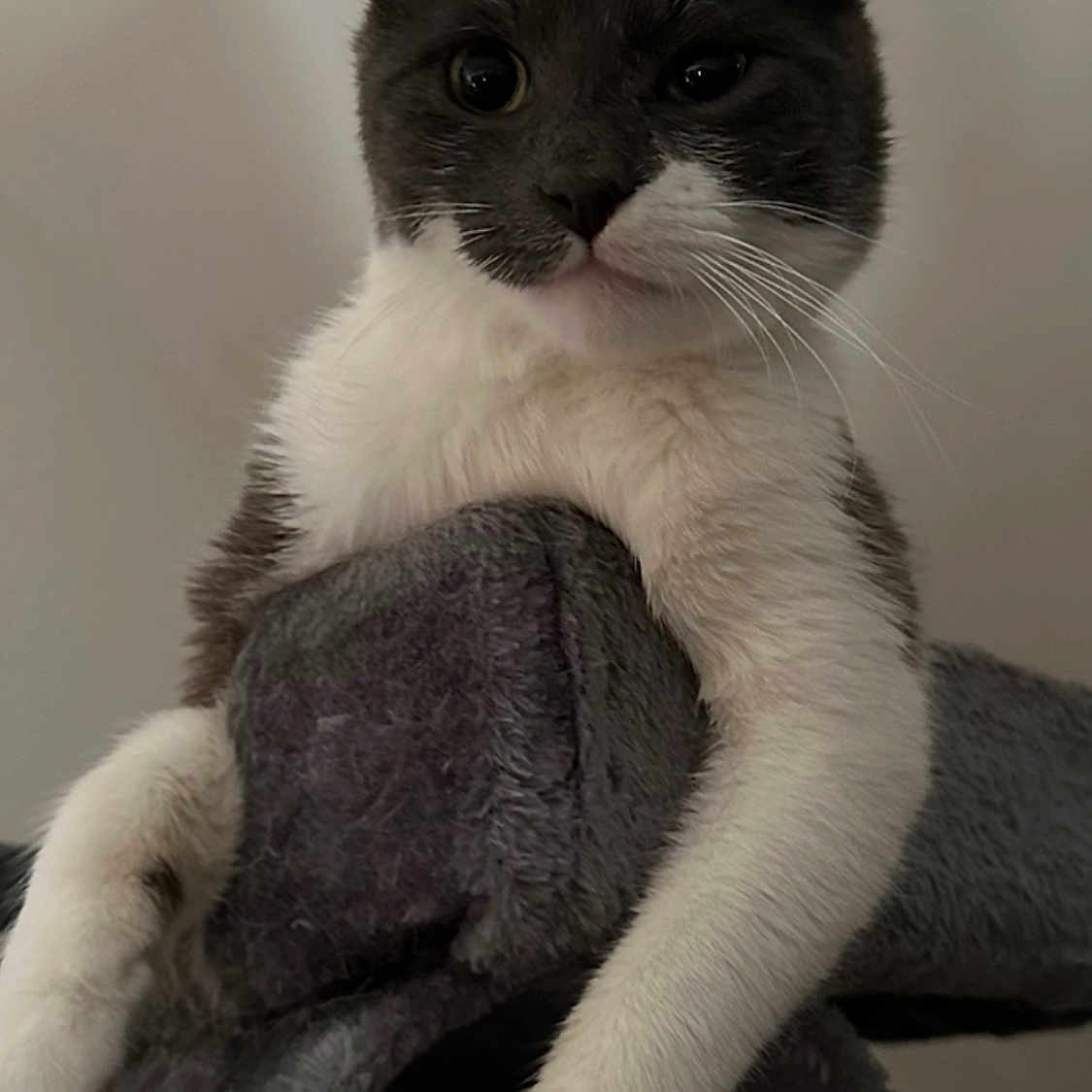 Minouche a rejoint le concours — aidez-le/la à gagner de superbes lots ! cat, tuxedo_cat, pet, animal, feline, cute, indoor, relaxed, paws, whiskers, fur, gray, white, cat_tree, resting, portrait, close_up, mammal, young_cat, domestic_cat