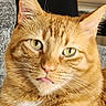 animal, cat, close_up, cute, domestic_animal, expression, face, feline, fur, ginger_cat, green_eyes, indoor, mammal, pet, playful, portrait, soft_light, tabby, tongue_out, whiskers