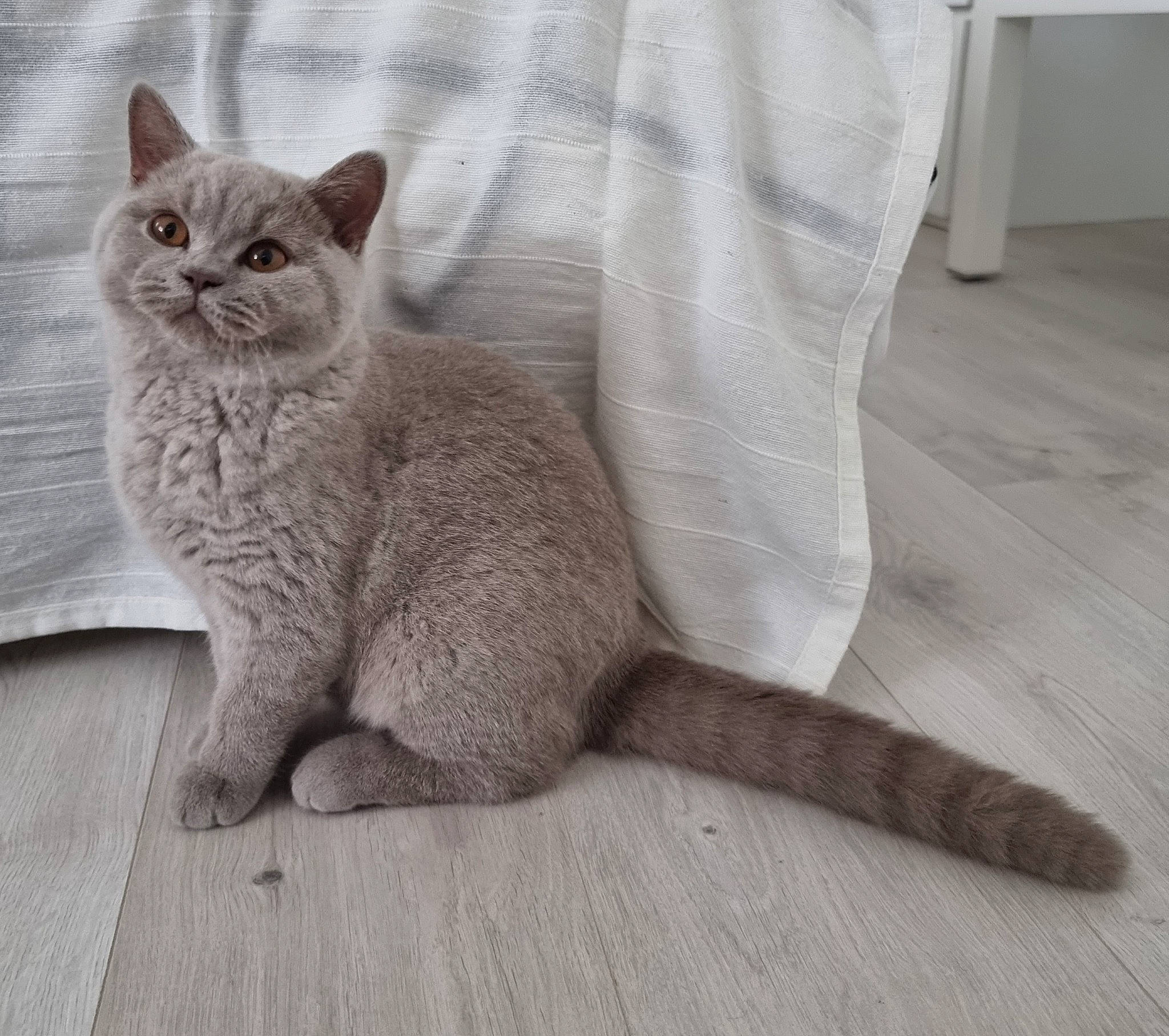 Teddy Dior Napoléon