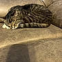 cat, tabby_cat, sleeping, couch, leather, furniture, indoor, cozy, pet, whiskers, paw, tail, striped, nap, relaxed, domestic_animal, fur, closeup, resting, homedecor