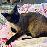 Sye is registered to the contest to win money with this photo: cat, siamese_cat, pet, indoor, blanket, pink_blanket, fur, paw, tail, ear, face, muzzle, carpet, toy, cushion, cozy, relaxed, sleeping, close_up, home
