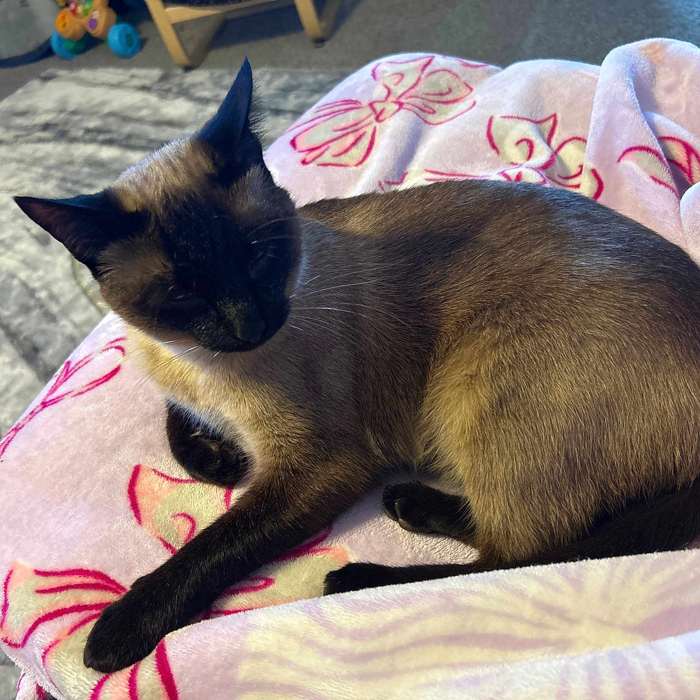 Sye is registered to the contest to win money with this photo: blanket, carpet, cat, close_up, cozy, cushion, ear, face, fur, home, indoor, muzzle, paw, pet, pink_blanket, relaxed, siamese_cat, sleeping, tail, toy