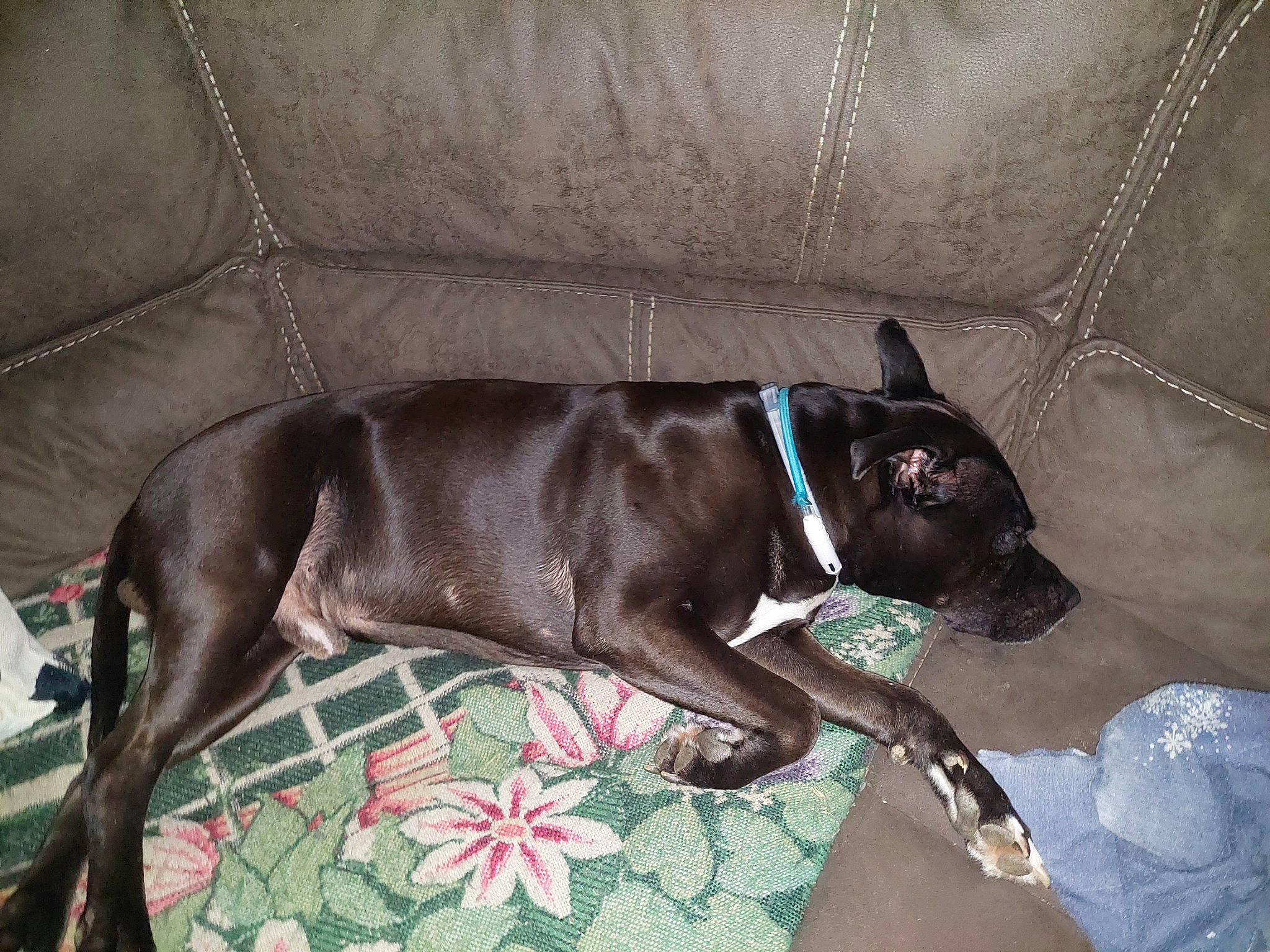 Little E is registered to the contest to win money with this photo: canidae, carnivore, collar, comfort, companion_dog, couch, dog, dog_breed, dog_collar, dog_supply, ear, fawn, liver, pet_supply, snout, sporting_group, tail, toy_dog, whiskers, working_animal