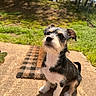 animal, attentive, background, black_and_white, concrete, curious, daytime, dog, doormat, ears, furry, grass, nature, outdoor, pet, puppy, shadow, small_dog, sunlight, tail