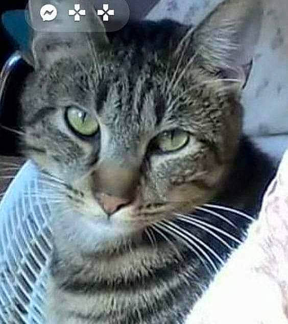 Omaley participe au concours pour gagner de l'argent avec cette photo : carnivore, cat, domestic_short_haired_cat, felidae, fur, internet_meme, photo_caption, small_to_medium_sized_cats, terrestrial_animal, whiskers