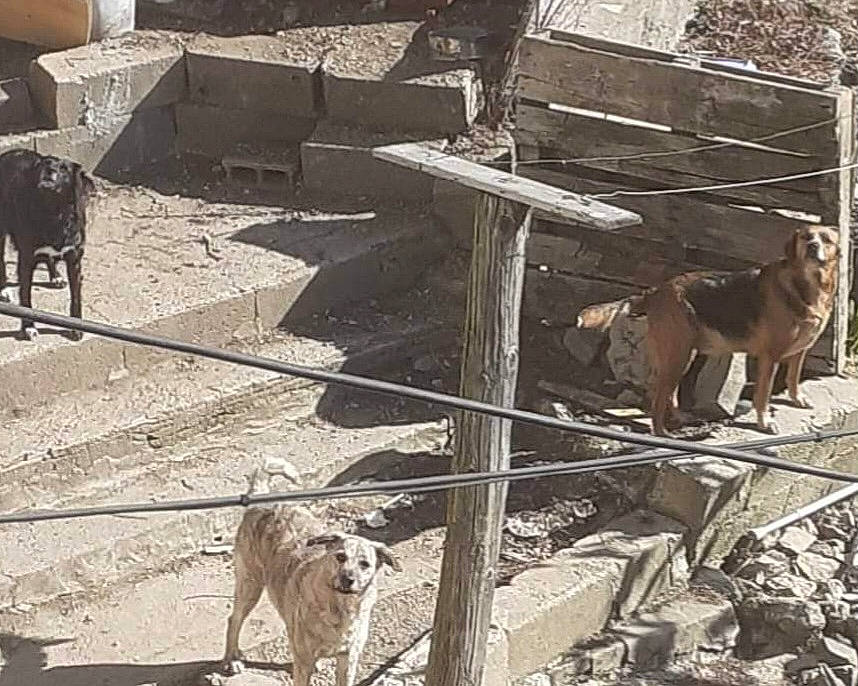 Chipie a rejoint le concours — aidez-le/la à gagner de superbes lots ! animal_shelter, canidae, carnivore, concrete, dog, dog_breed, fawn, fur, herd, landscape, livestock, metal, snout, soil, sporting_group, terrestrial_animal, wildlife, wire_fencing, wood, working_animal