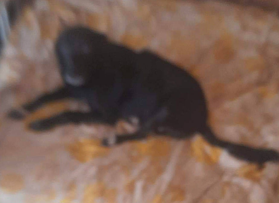 Chipie a rejoint le concours — aidez-le/la à gagner de superbes lots ! canidae, carnivore, claw, companion_dog, dobermann, dog, dog_breed, fawn, flooring, fur, guard_dog, paw, sporting_group, tail, terrestrial_animal, wood, working_animal, working_dog