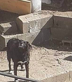 Chipie a rejoint le concours — aidez-le/la à gagner de superbes lots ! asphalt, automotive_tire, automotive_wheel_system, brick, building, concrete, event, house, landscape, livestock, pack_animal, snout, soil, terrestrial_animal, wildlife, wood, working_animal, zoo