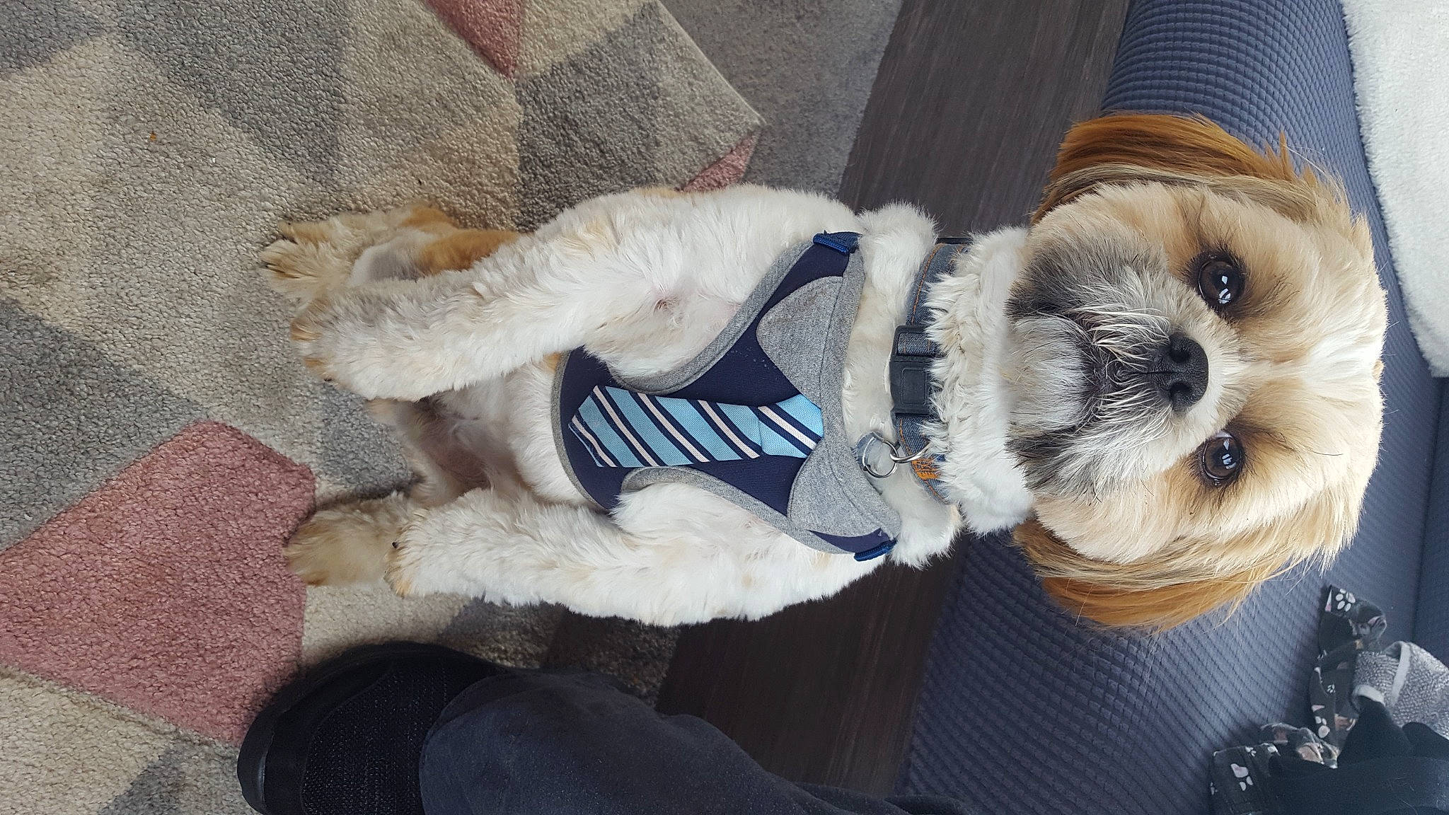 Barney joined the competition — help win amazing prizes! canidae, carnivore, collar, companion_dog, dog, dog_breed, dog_clothes, dog_collar, dog_supply, fawn, fur, pet_supply, plush, small_terrier, snout, sporting_group, stuffed_toy, tail, toy, toy_dog