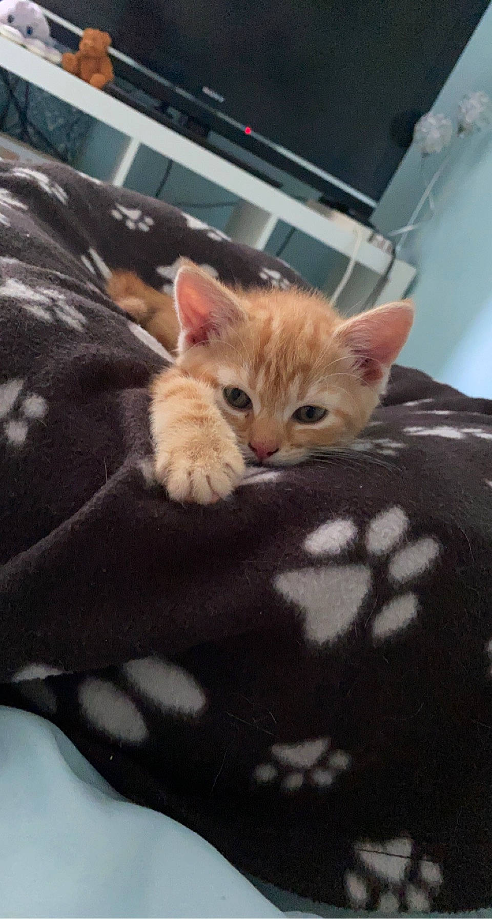 Justin is registered to the contest to win money with this photo: bed, bedding, carnivore, cat, cat_supply, claw, comfort, couch, domestic_short_haired_cat, fawn, felidae, fur, linens, pattern, paw, room, small_to_medium_sized_cats, tail, terrestrial_animal, whiskers